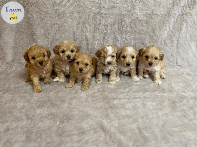 Photo of Toy poodle puppies 