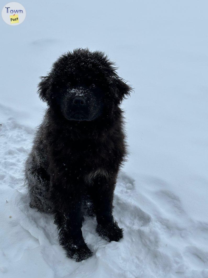 Photo of Pure bred Newfoundland female pup 