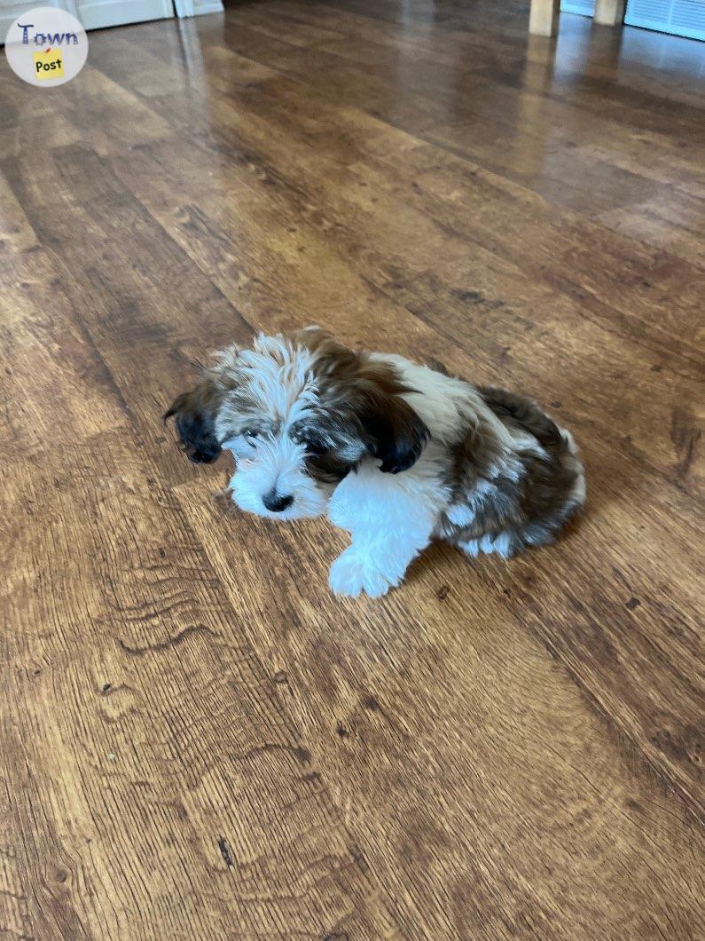 Photo of Havanese puppy’s 