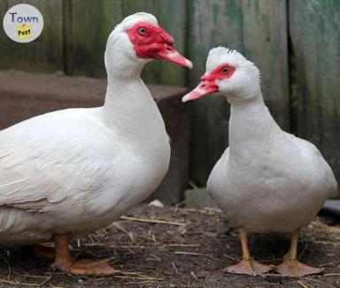 Photo of Looking for Muscovy ducks - 1