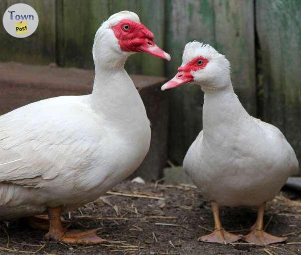 Photo of Looking for Muscovy ducks