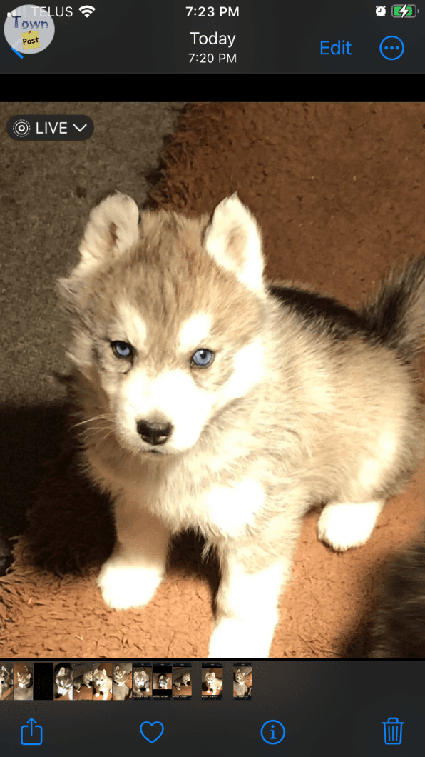 Photo of Siberian husky puppies