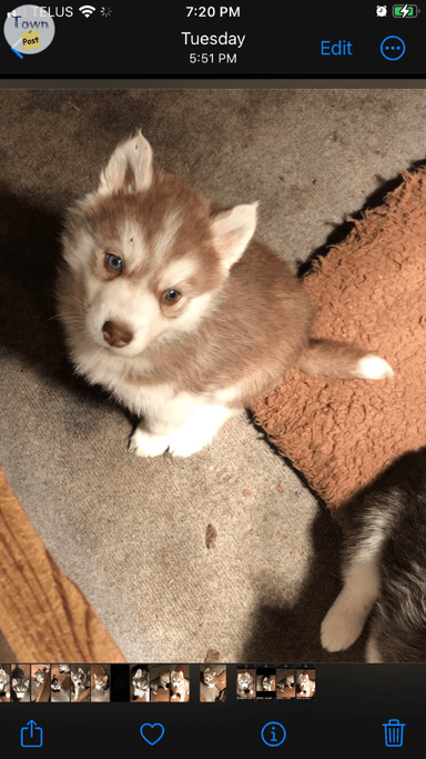 Photo of Siberian husky puppies - 2