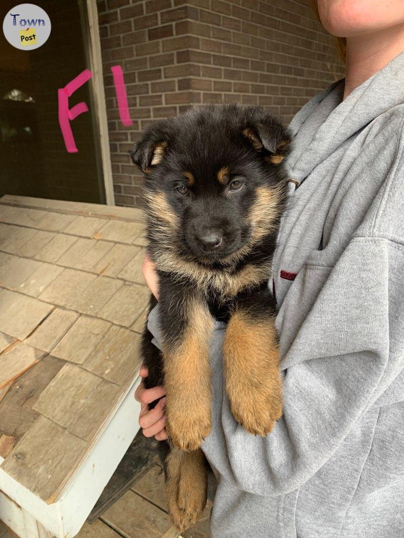 Photo of German shepherd puppies 