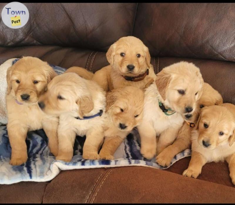 Photo of Pure Breed  Golden Retrievers 