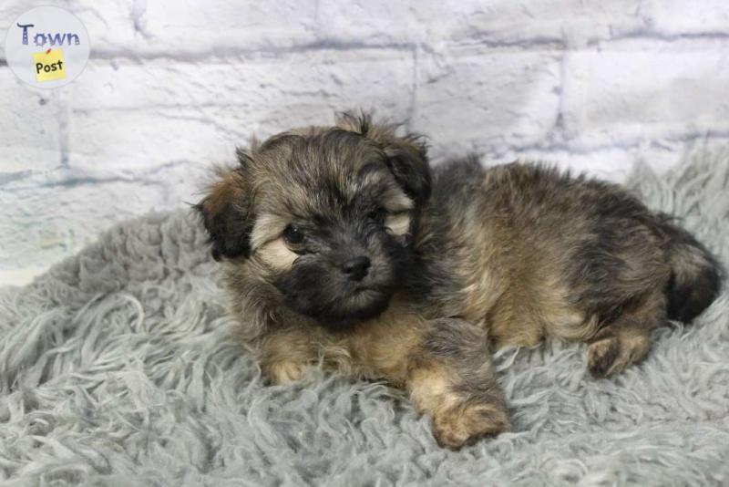 Photo of Shorkie Poo Puppies! 8 weeks old and looking for their forever homes!