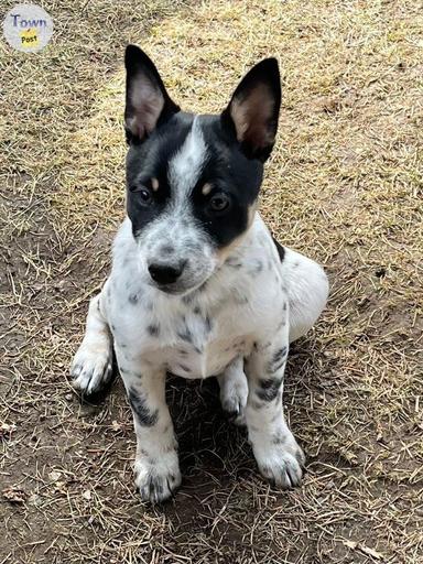 Photo of Mini heeler puppy - 1