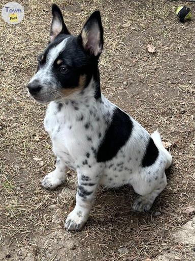 Photo of Mini heeler puppy - 2