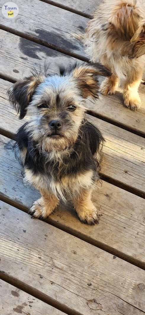 Photo of Maltese sitshu yorkie mix