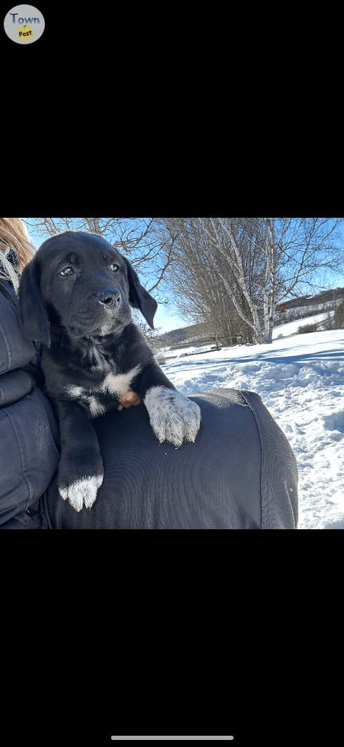 Photo of American shepherd/rotty cross 