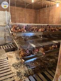 Photo of Laying hens 15 months old, available April 20 - 1