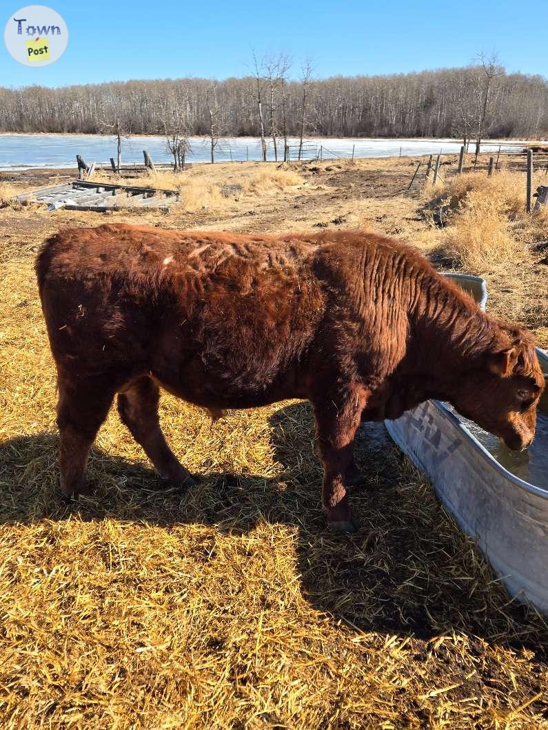 Photo of 2 year old  bull