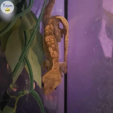 Photo of 2 Crested gecko with terrarium  - 2