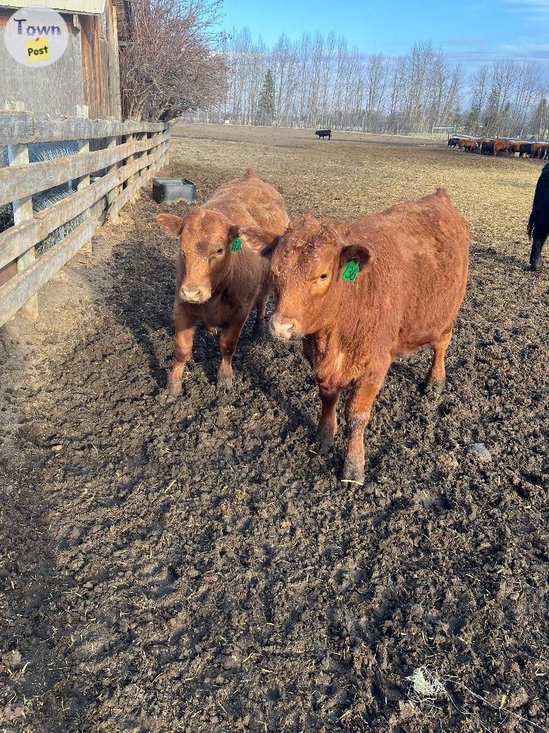 Photo of Replacement Heifers 