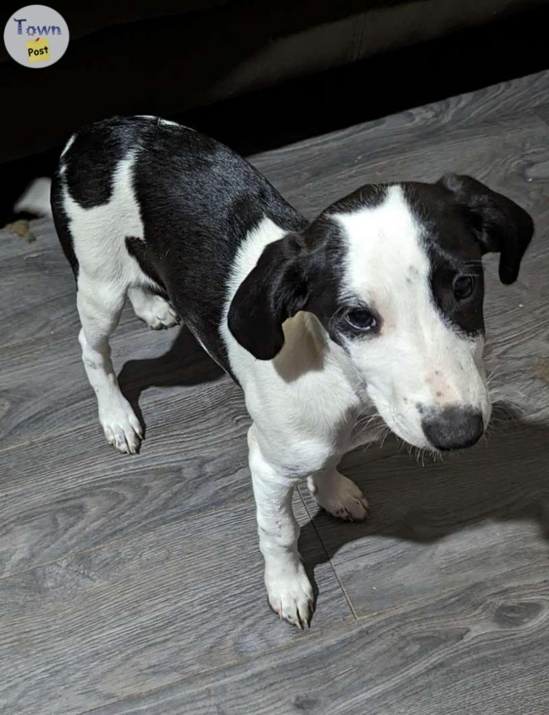 Photo of Whippet cross puppies