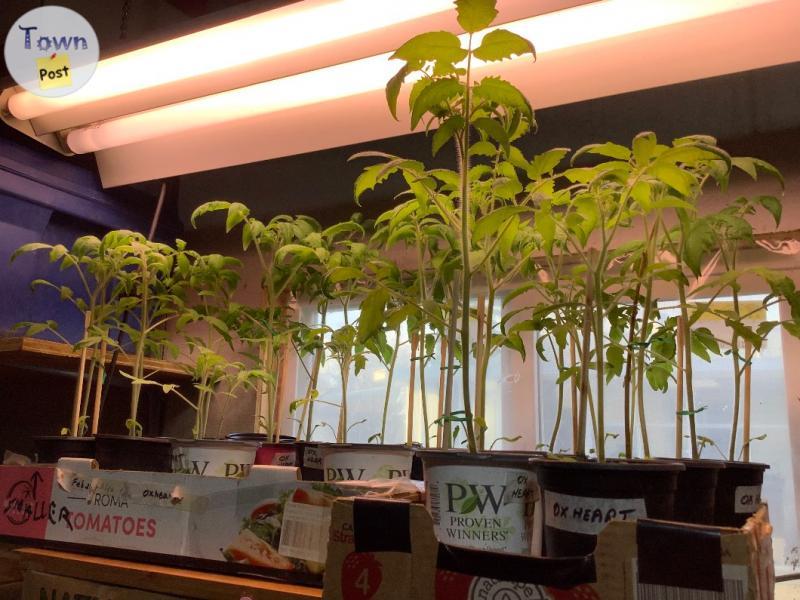 Photo of Tomatoes & Flowering Plants & Veggies