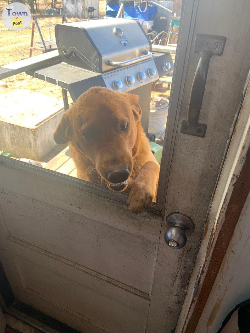 Photo of Fox Red Lab 