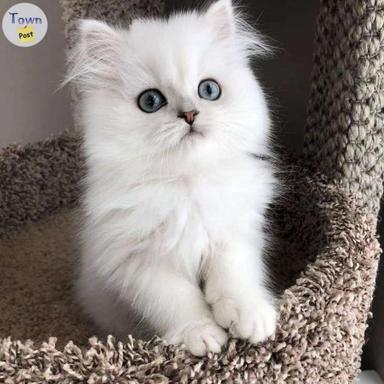 Photo of Our Beautiful Purebred Persian Kittens available  - 1