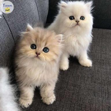 Photo of Our Beautiful Purebred Persian Kittens available  - 2