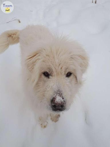 Photo of female komondor mix - 1