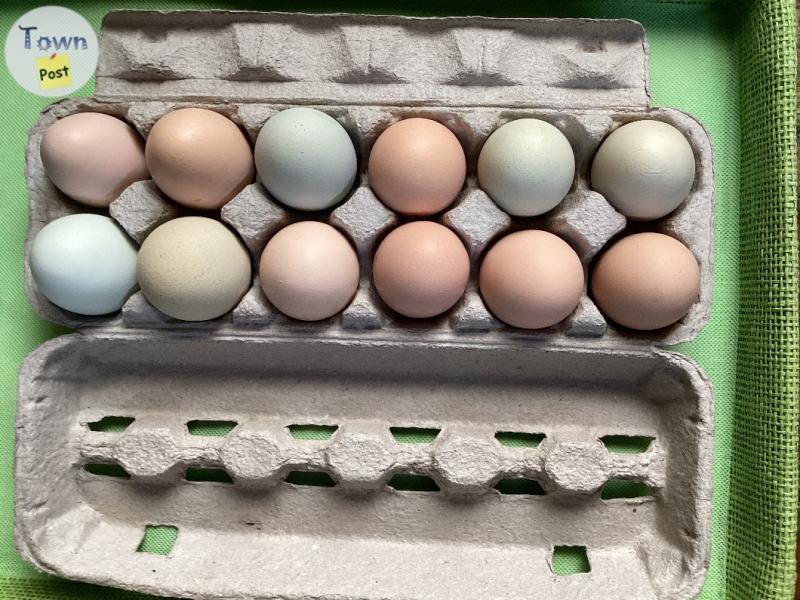 Photo of $4.00 / dozen eggs (fresh farm free run)