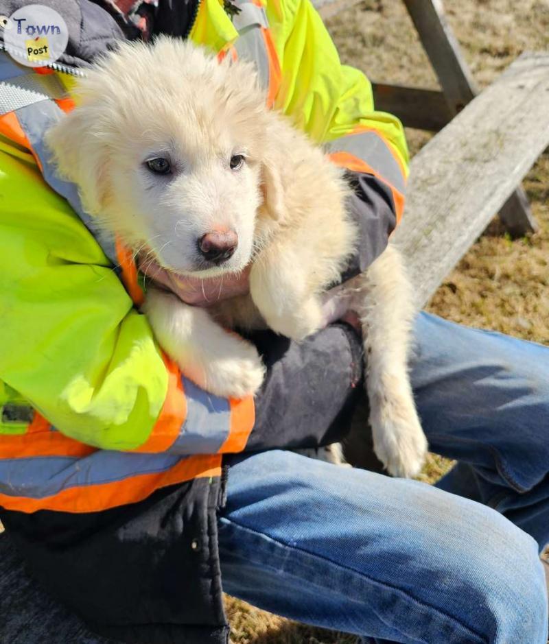 Photo of Great Pyrenees Puppies