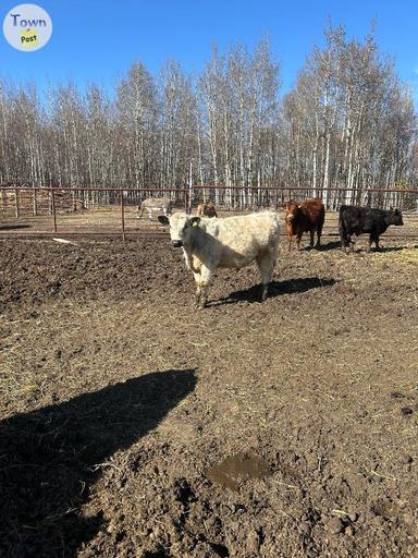 Photo of Yearling pure bred Speckled Park Bull - 1