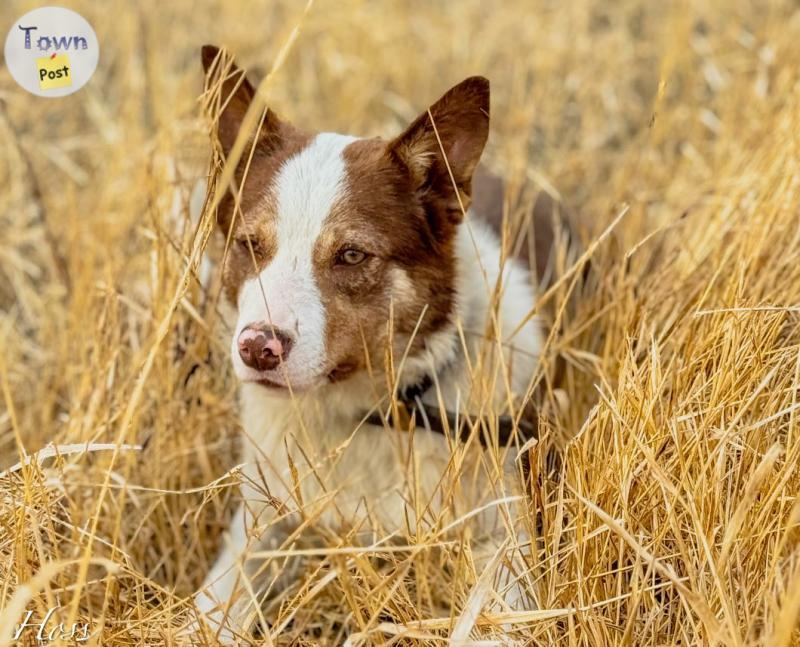 Photo of Border collie ABCA