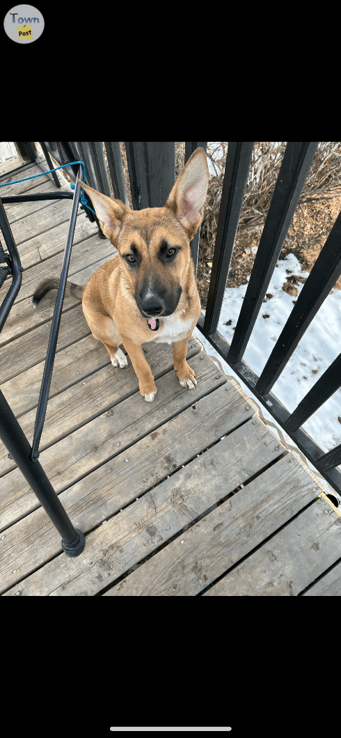 Photo of Rehoming German Shepherd mix