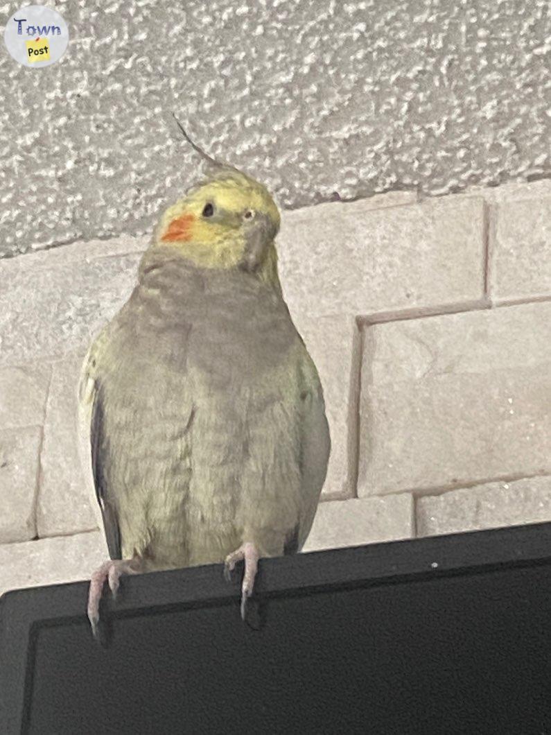 Photo of 2 cocketiel with large cage