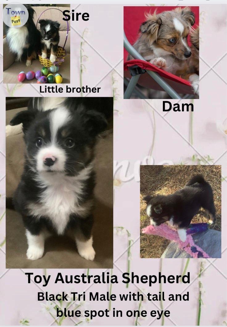 Photo of Toy and Mini Aussies 