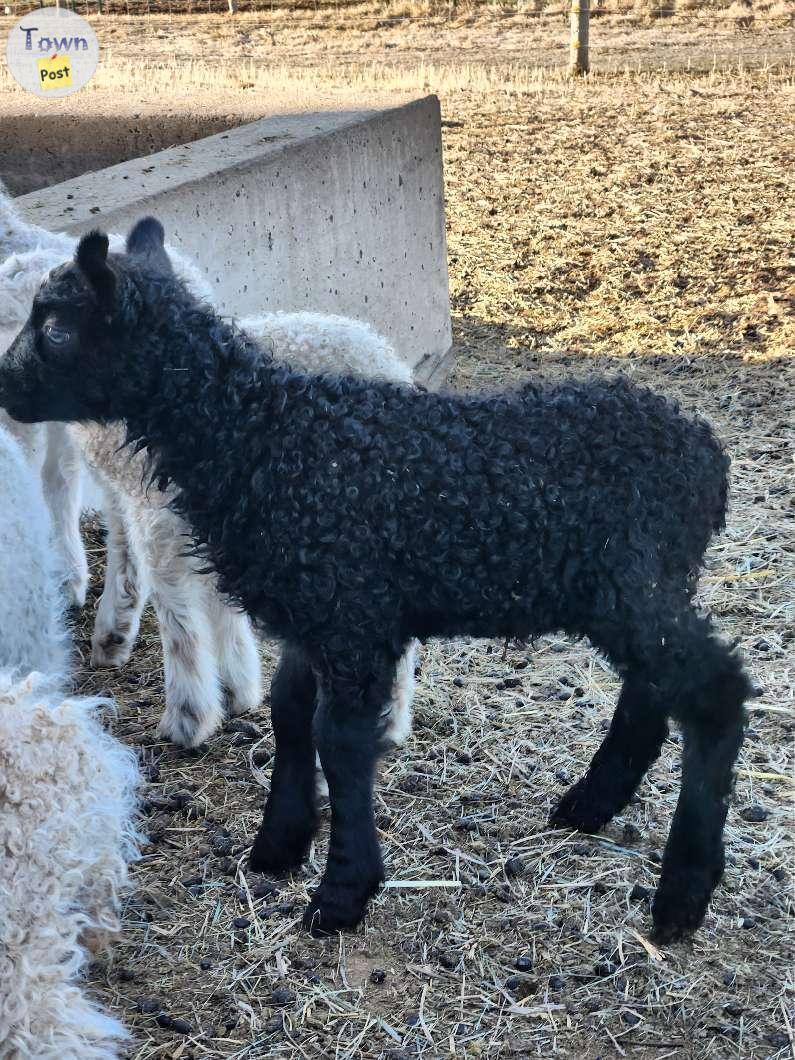 Photo of Wool breed Ram lambs 