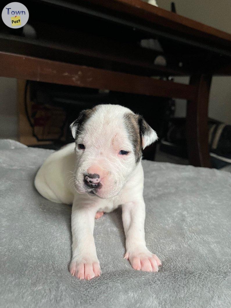 Photo of American Bulldog X Argentino Dogo