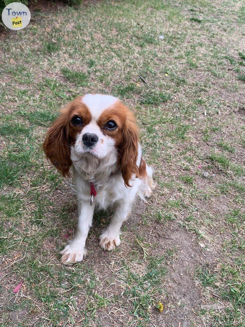 Photo of Female King Charles Cavalier