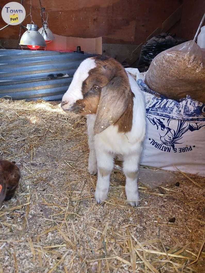 Photo of Goat bottle baby