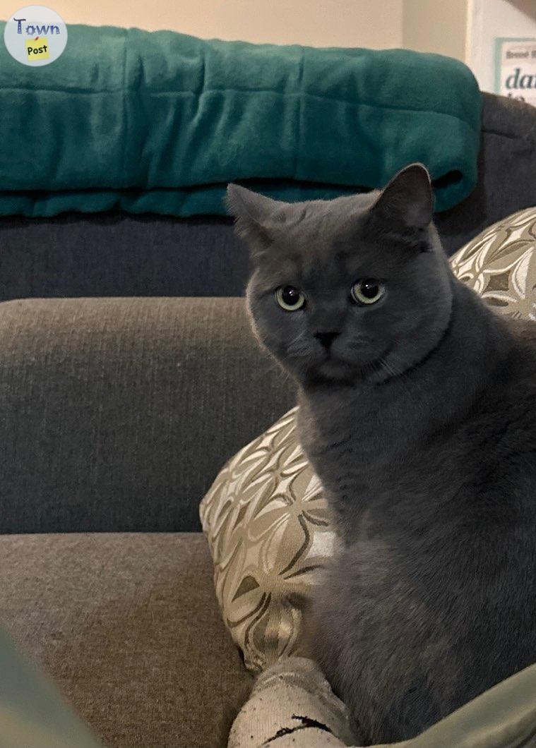 Photo of British Shorthair 