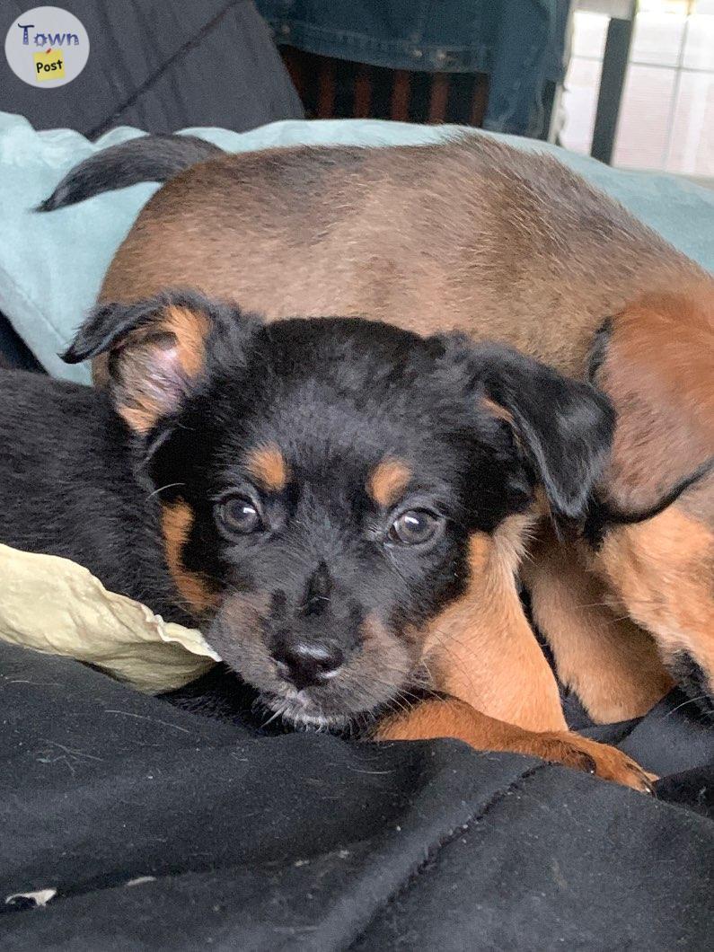 Photo of King Charles spaniel pups