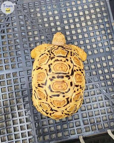 Photo of Baby Leopard tortoise for sale - 1