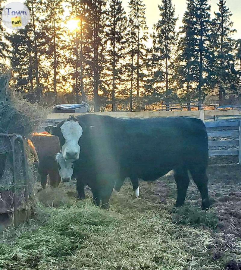 Photo of Black baldy bull 