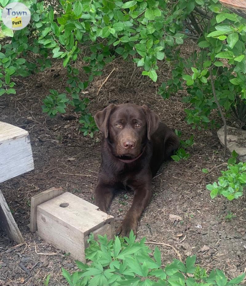 Photo of CKC Chocolate Lab Pups