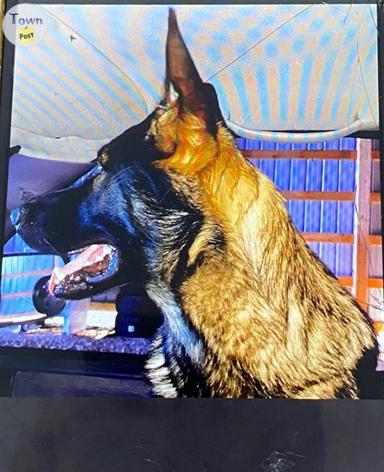 Photo of Purebred German Shepherd stud for hire - 1