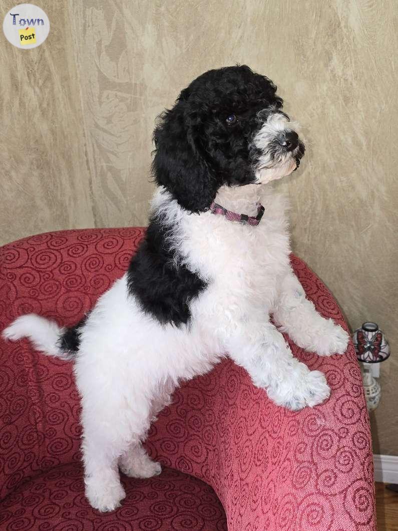 Photo of Beautiful Bernedoodle Puppies