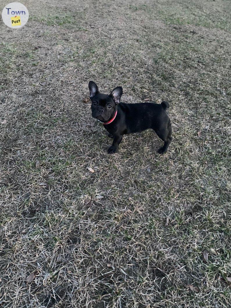 Photo of French Bulldog puppies