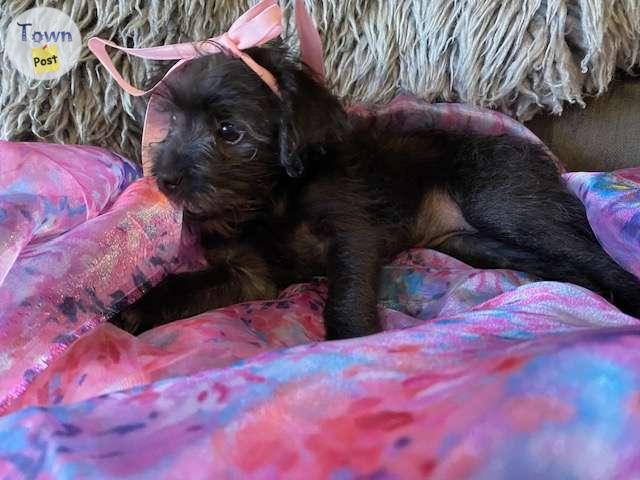 Photo of REDUCED! 2 Mini ShorkiePoo Girl Puppies still available!