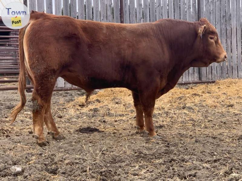 Photo of Registered Polled Limousin Bulls For Sale