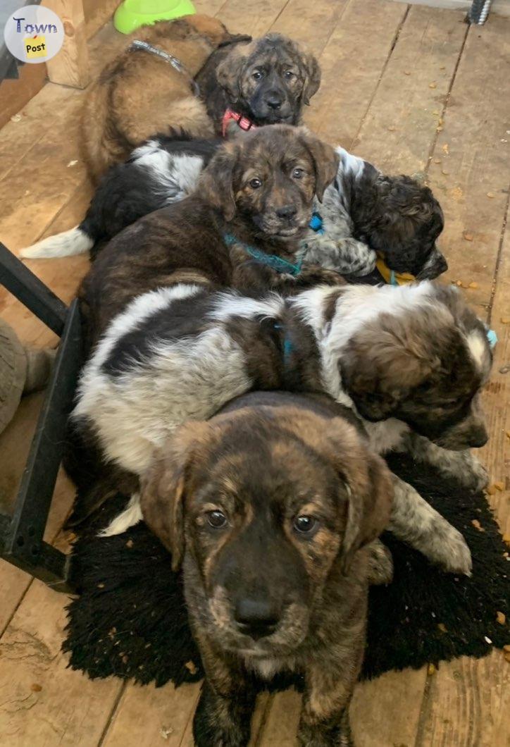 Photo of German Shepherd Great Pyrenees Cross