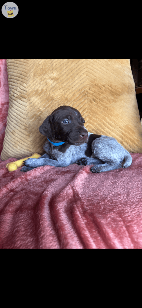 Photo of German shorthair puppies for sale