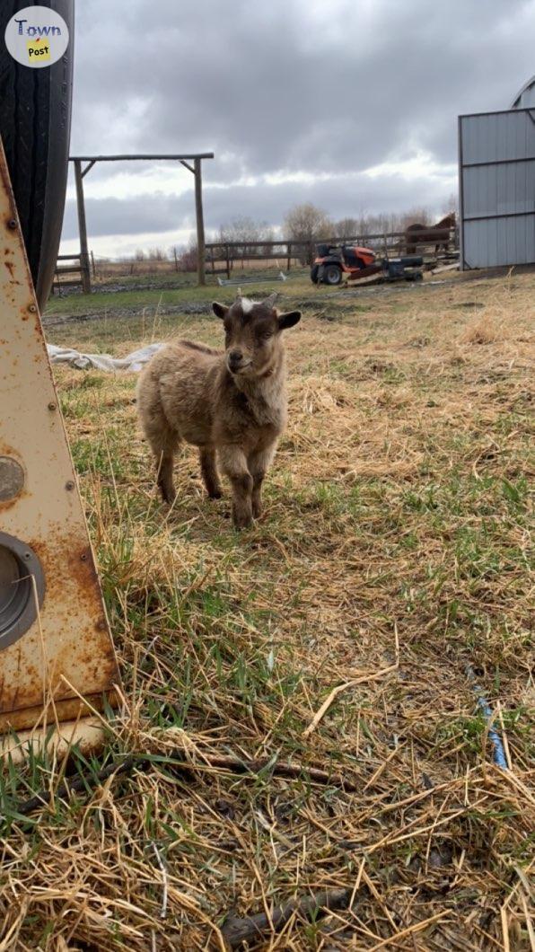 Photo of Pygme buck goat