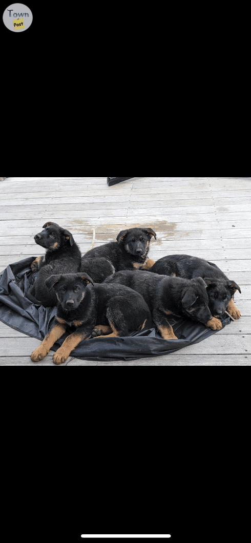 Photo of Purebred, German shepherd, puppies