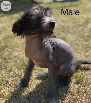 Photo of Chinese Crested Papillon Puppies - 2